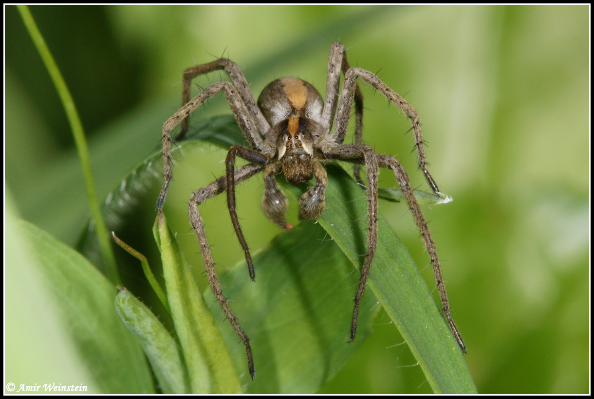 Araneae d''Israele